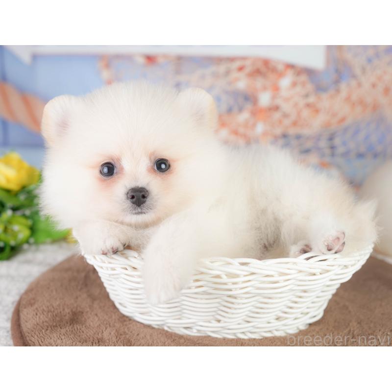 販売中の千葉県のポメラニアン-449866の5枚目