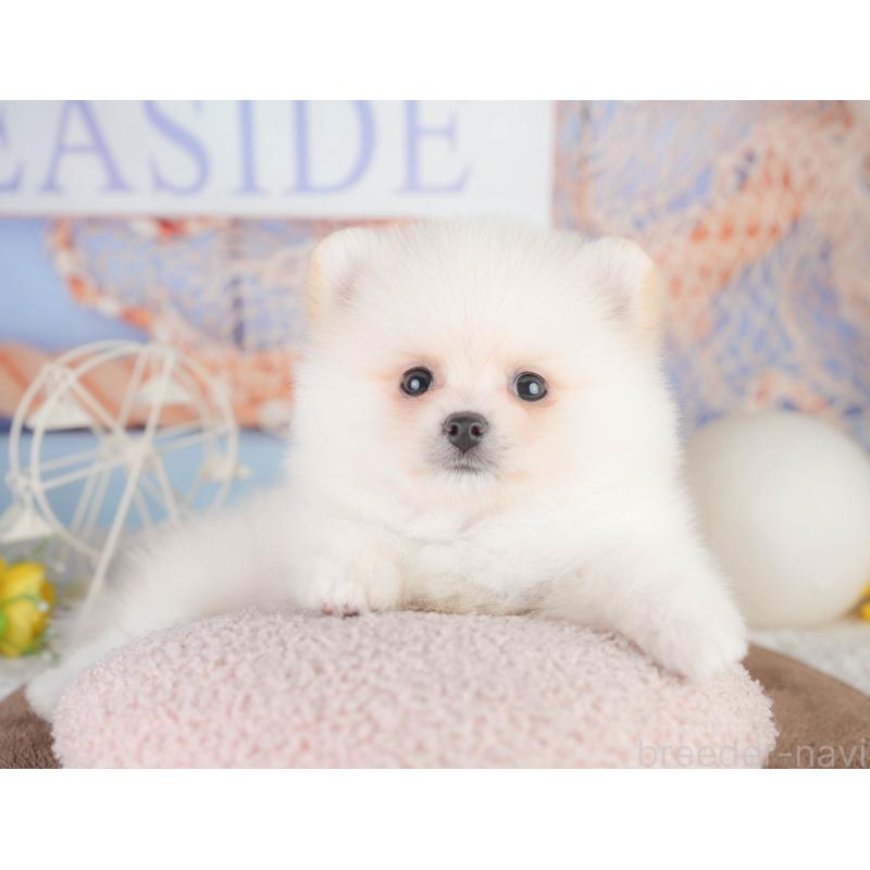 販売中の千葉県のポメラニアン-449866の4枚目