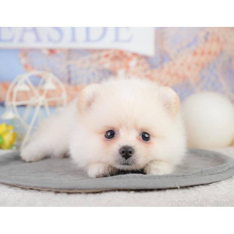 販売中の千葉県のポメラニアン-449866の3枚目