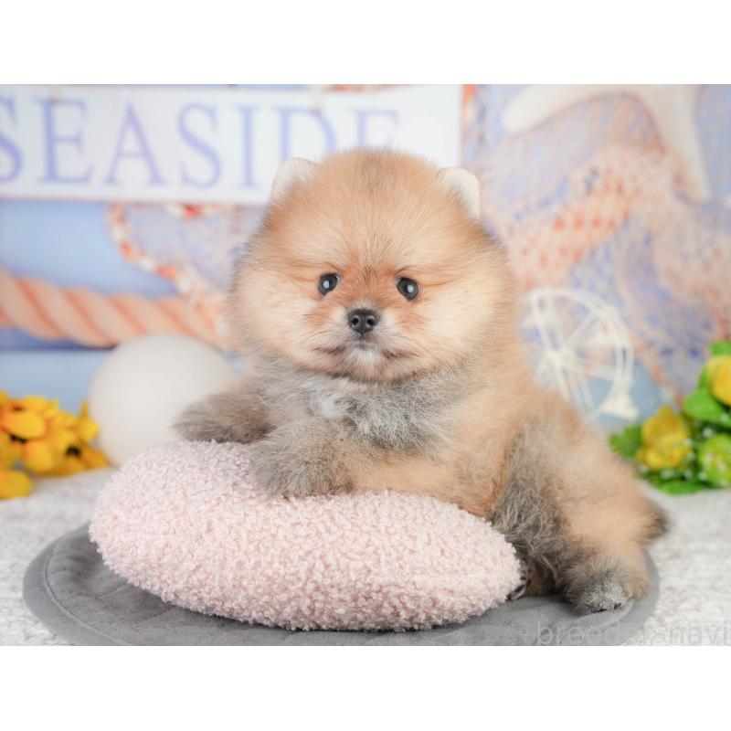 販売中の千葉県のポメラニアン-449865の11枚目