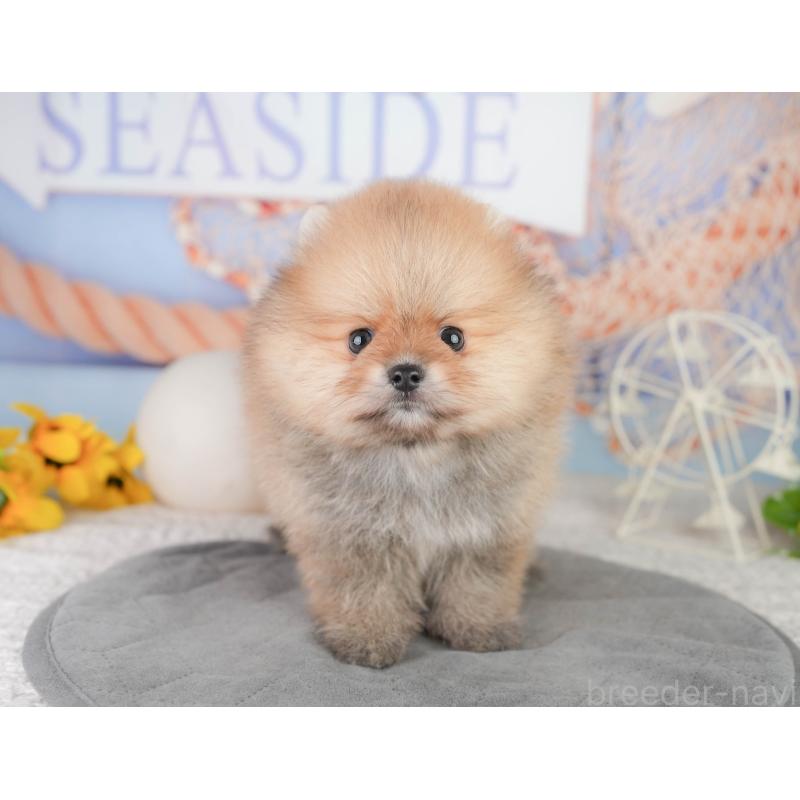販売中の千葉県のポメラニアン-449865の10枚目