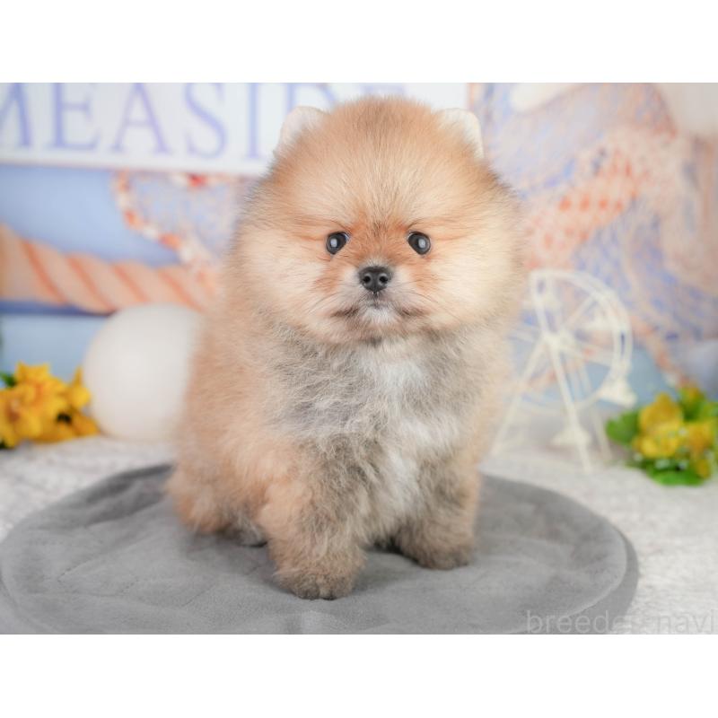 販売中の千葉県のポメラニアン-449865の9枚目