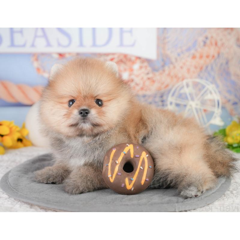 販売中の千葉県のポメラニアン-449865の8枚目