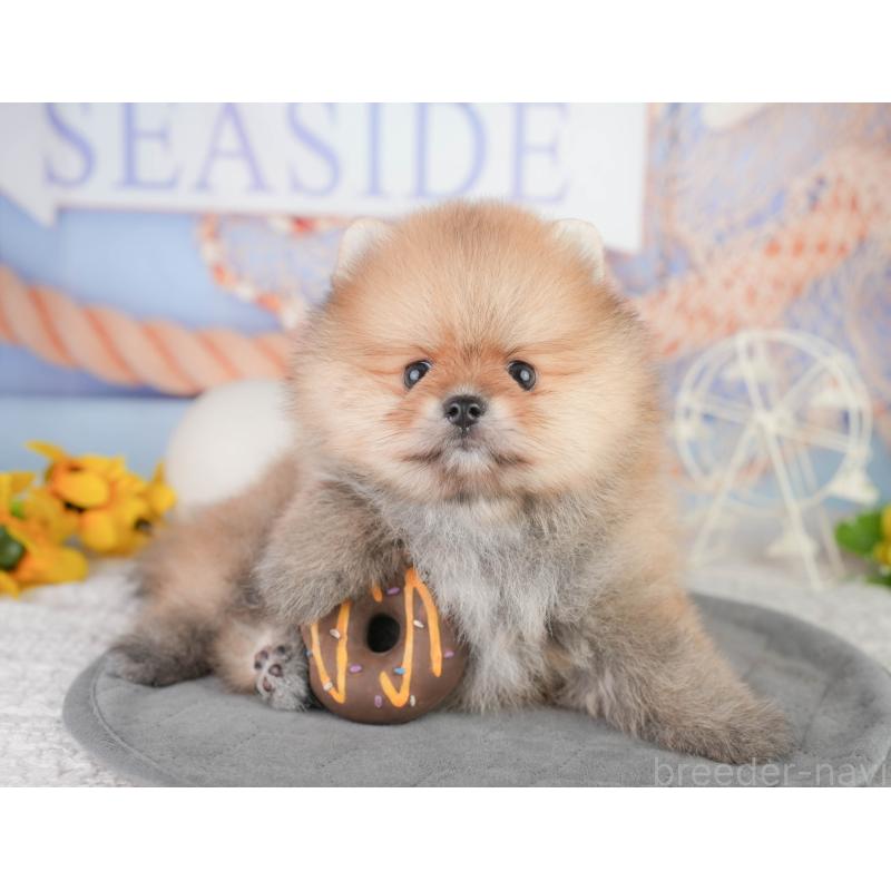 販売中の千葉県のポメラニアン-449865の7枚目