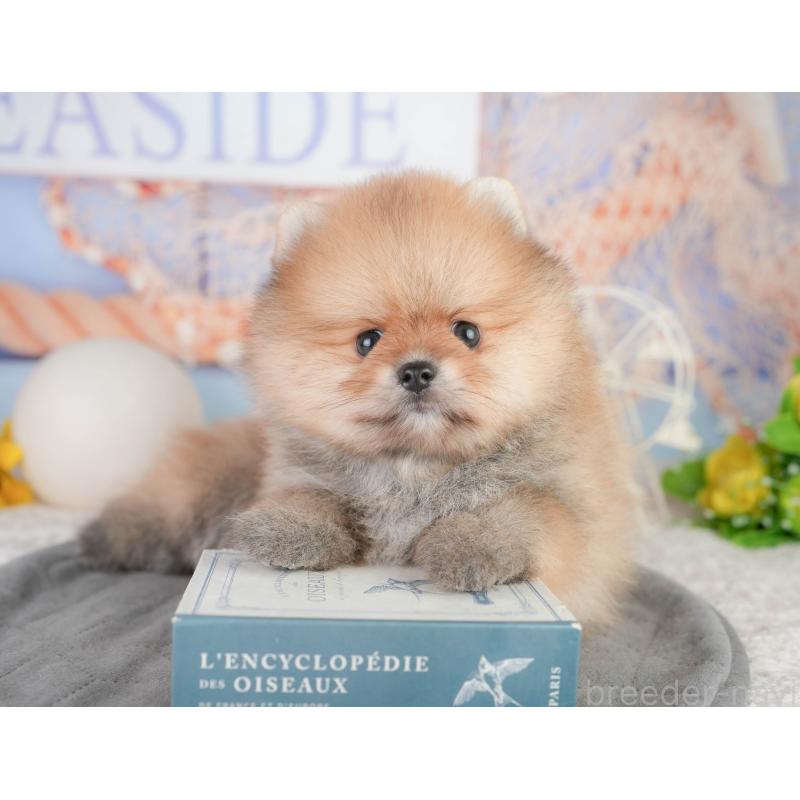 販売中の千葉県のポメラニアン-449865の6枚目