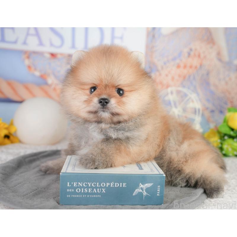 販売中の千葉県のポメラニアン-449865の5枚目