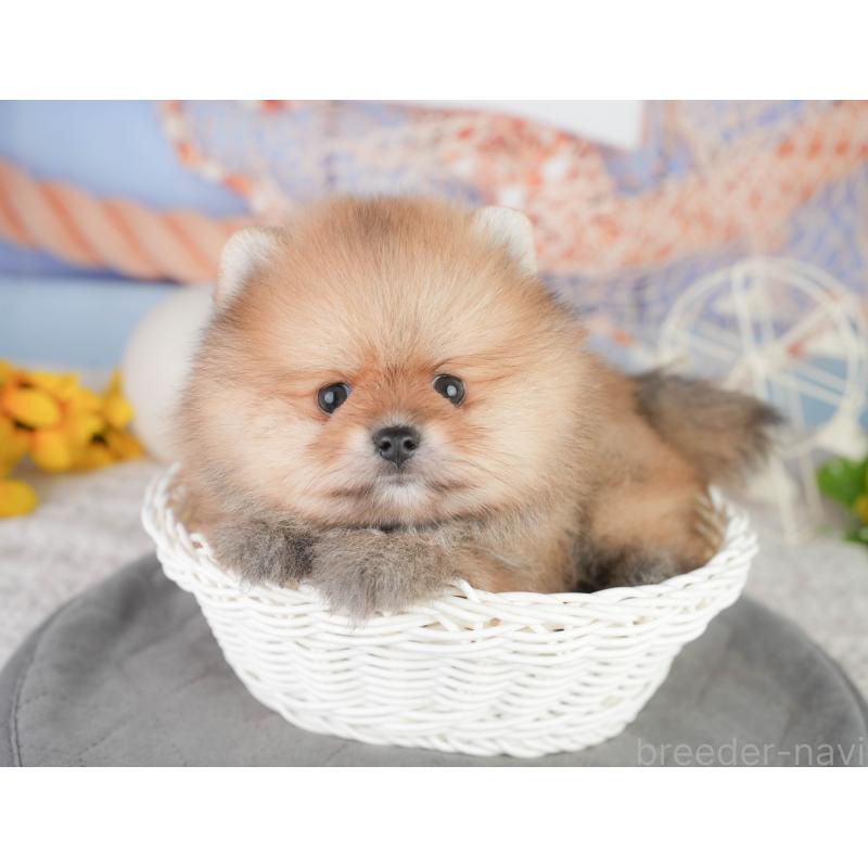 販売中の千葉県のポメラニアン-449865の4枚目