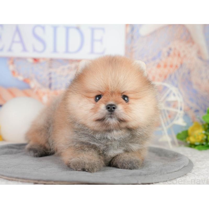 販売中の千葉県のポメラニアン-449865の3枚目