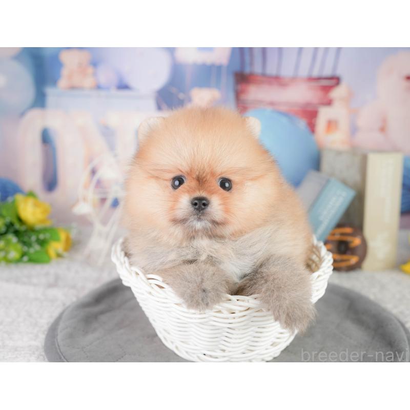 販売中の千葉県のポメラニアン-449864の1枚目
