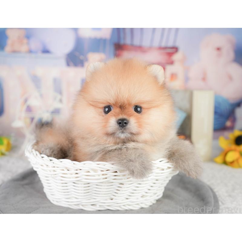 販売中の千葉県のポメラニアン-449864の11枚目