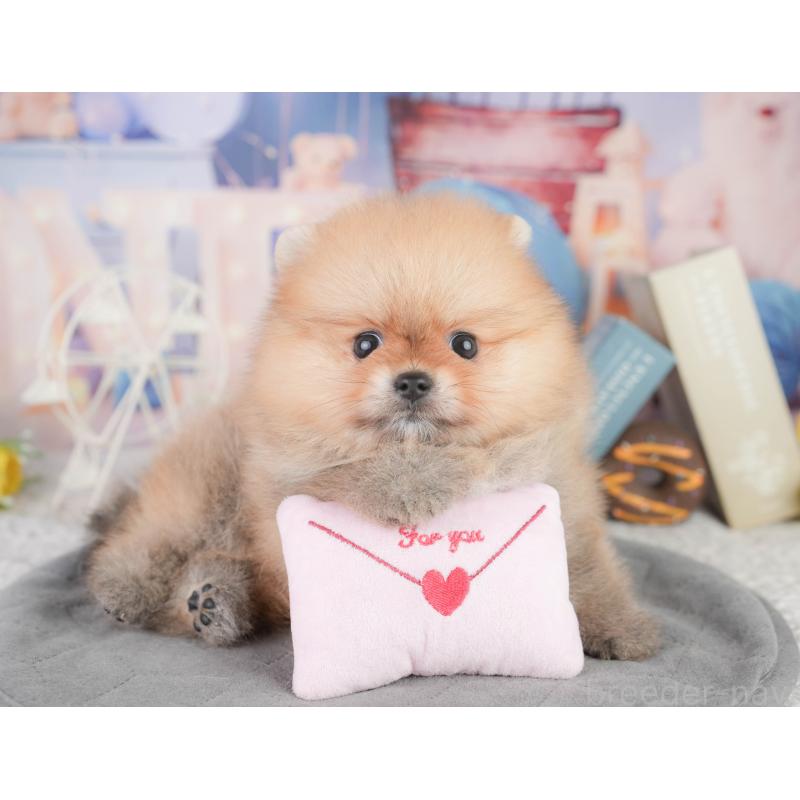 販売中の千葉県のポメラニアン-449864の10枚目