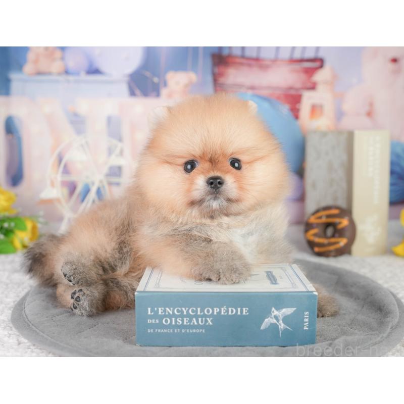 販売中の千葉県のポメラニアン-449864の9枚目