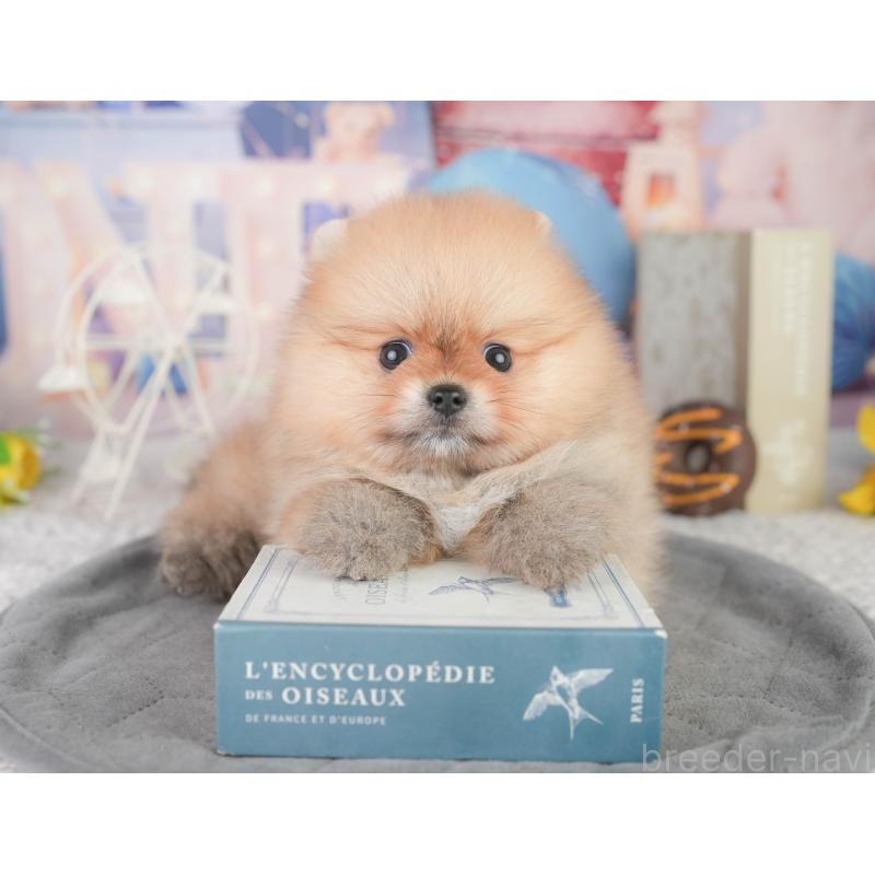 販売中の千葉県のポメラニアン-449864の8枚目