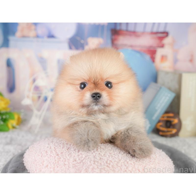 販売中の千葉県のポメラニアン-449864の6枚目