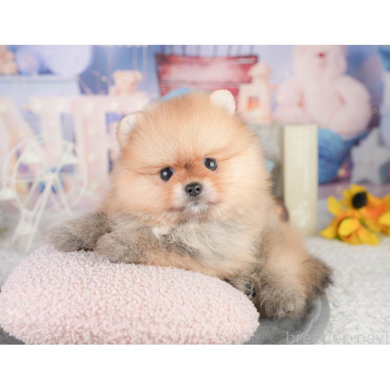 販売中の千葉県のポメラニアン-449864の5枚目