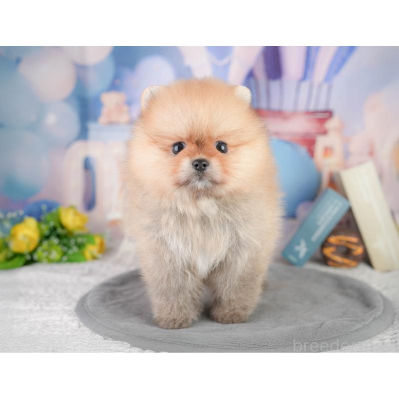 販売中の千葉県のポメラニアン-449864の4枚目