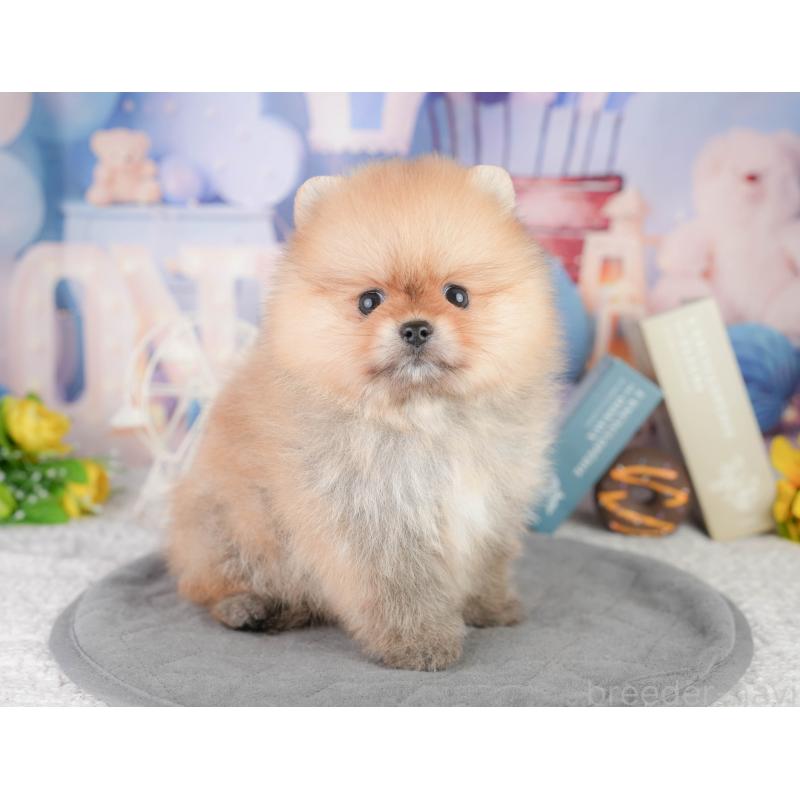 販売中の千葉県のポメラニアン-449864の3枚目
