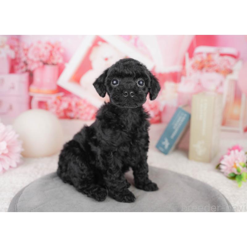 販売中の千葉県のトイプードル-449756の11枚目