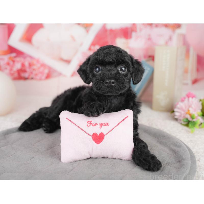 販売中の千葉県のトイプードル-449756の10枚目