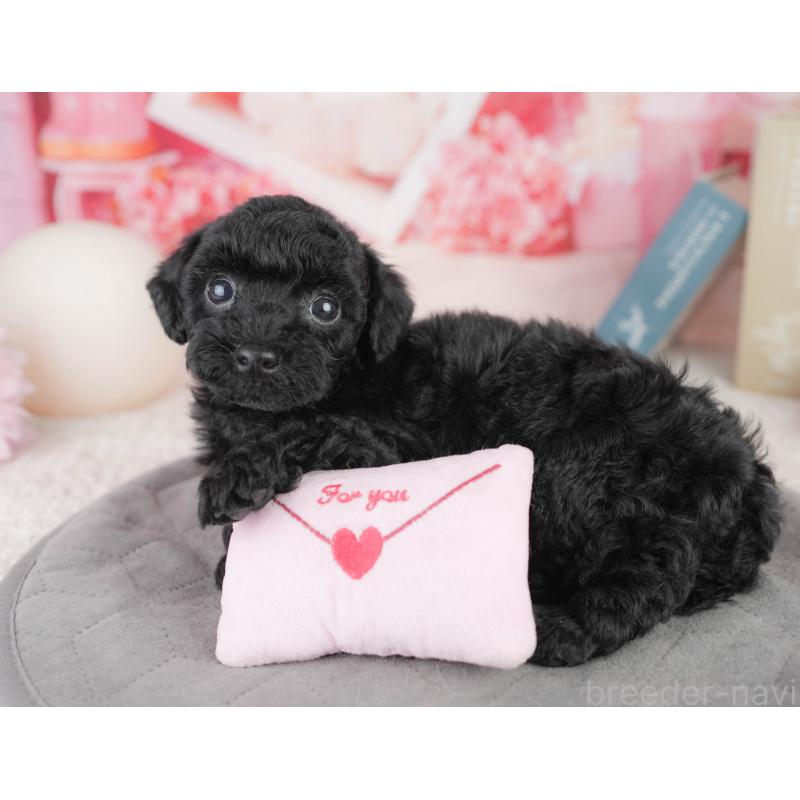 販売中の千葉県のトイプードル-449756の9枚目