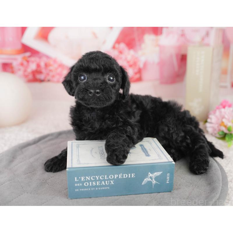 販売中の千葉県のトイプードル-449756の8枚目