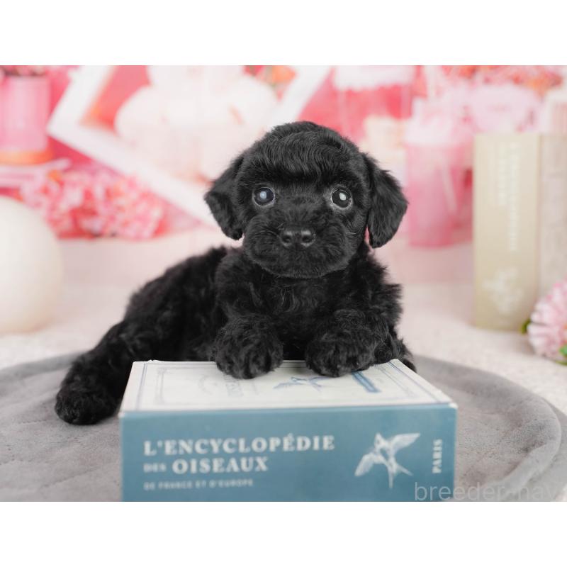 販売中の千葉県のトイプードル-449756の7枚目