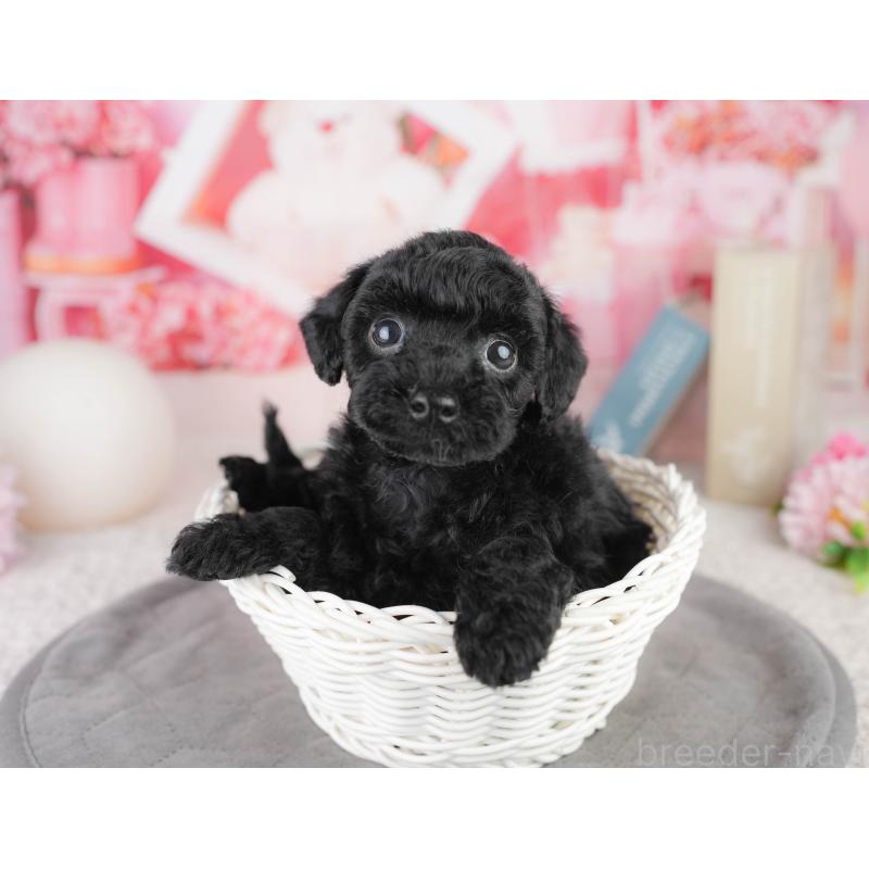 販売中の千葉県のトイプードル-449756の6枚目