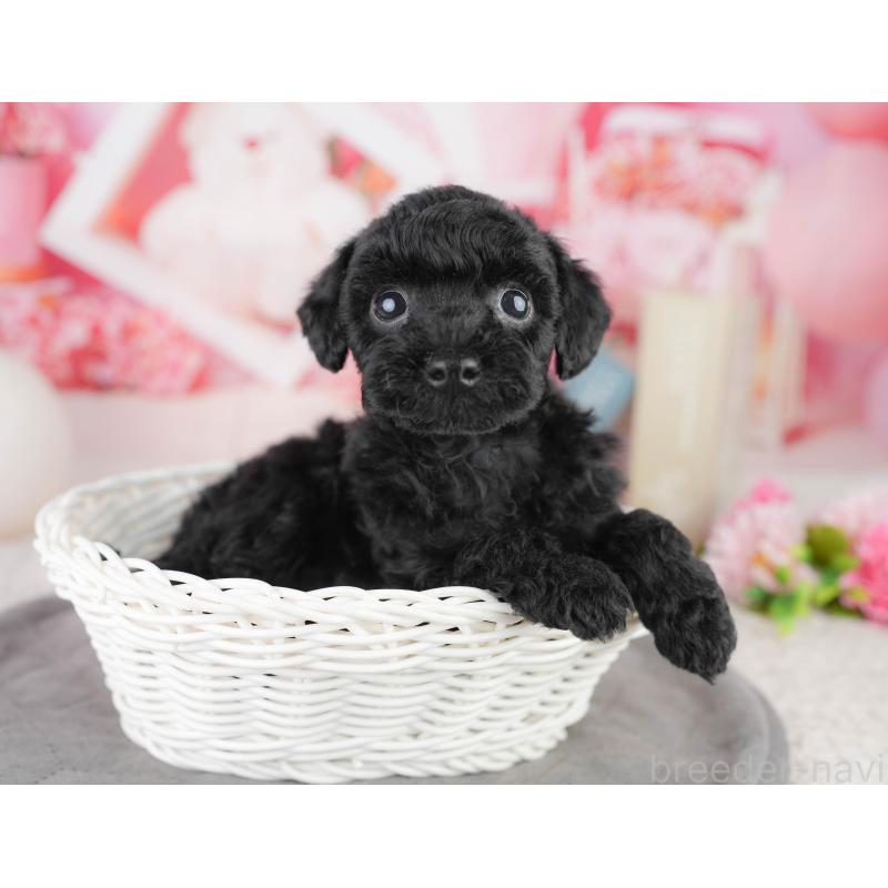 販売中の千葉県のトイプードル-449756の5枚目