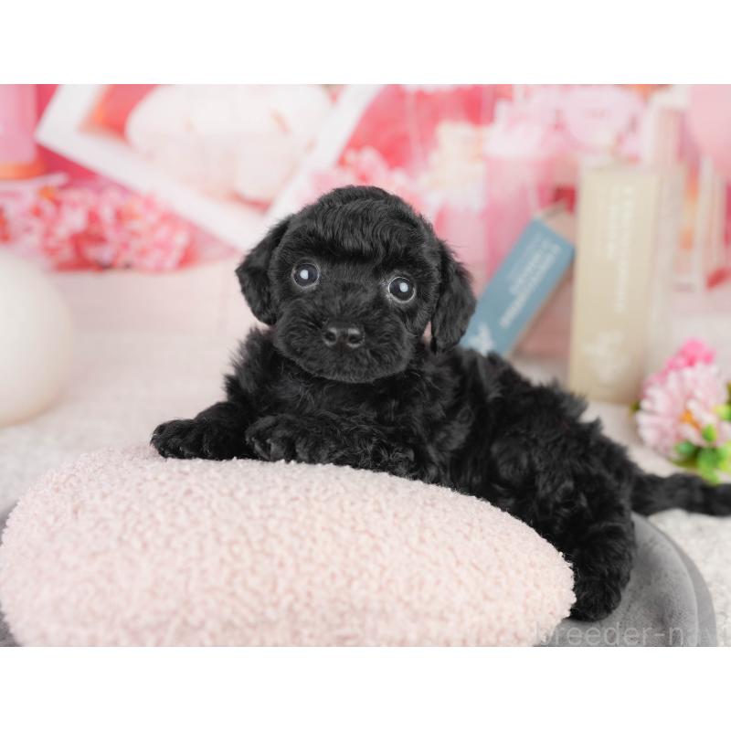 販売中の千葉県のトイプードル-449756の4枚目