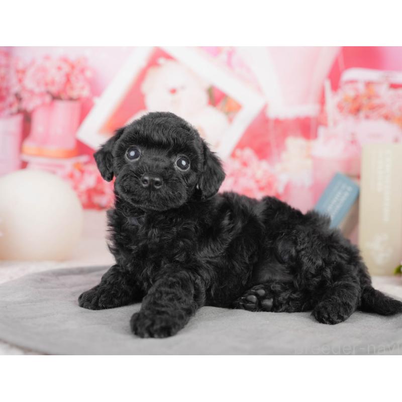 販売中の千葉県のトイプードル-449756の3枚目