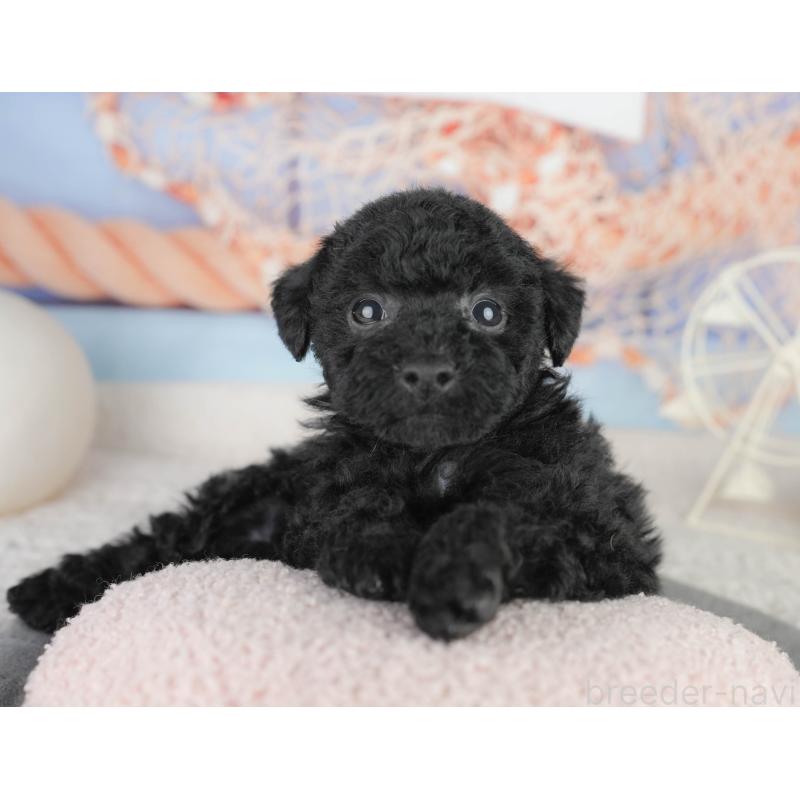 販売中の千葉県のトイプードル-449755