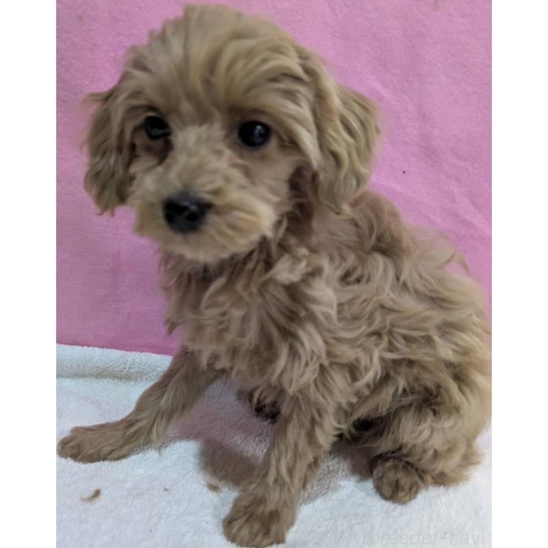 販売中の埼玉県のマルプー:マルチーズ×トイプードル-437652の9枚目