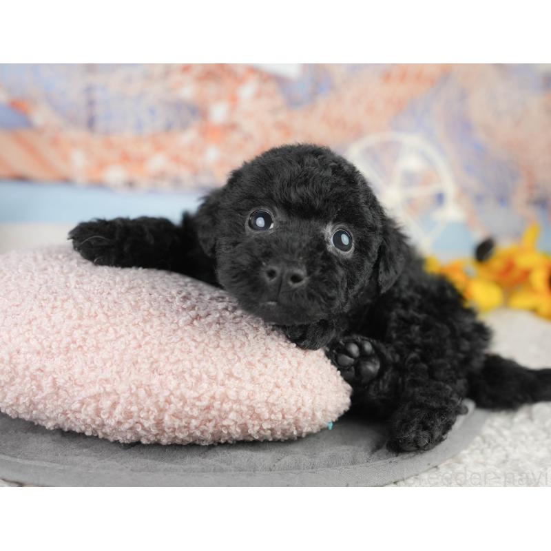 販売中の千葉県のトイプードル-449755の11枚目