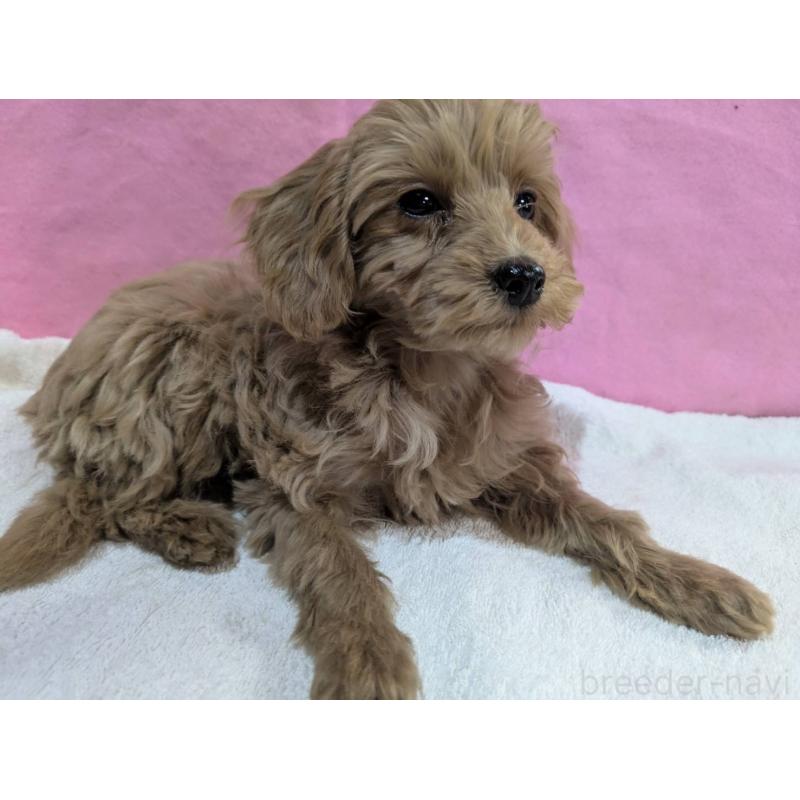 販売中の埼玉県のマルプー:マルチーズ×トイプードル-437652の8枚目