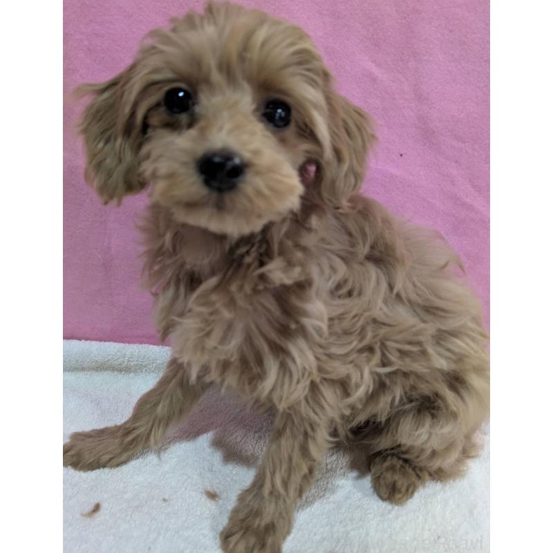 販売中の埼玉県のマルプー:マルチーズ×トイプードル-437652の7枚目