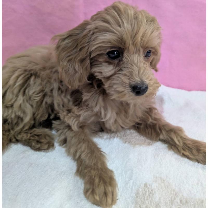 販売中の埼玉県のマルプー:マルチーズ×トイプードル-437652の6枚目