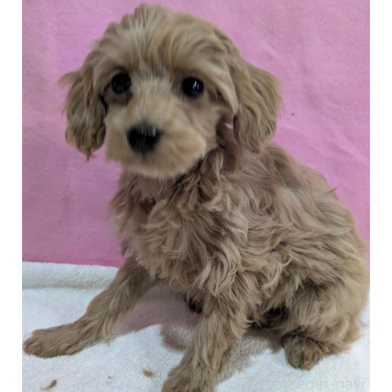 販売中の埼玉県のマルプー:マルチーズ×トイプードル-437652の5枚目