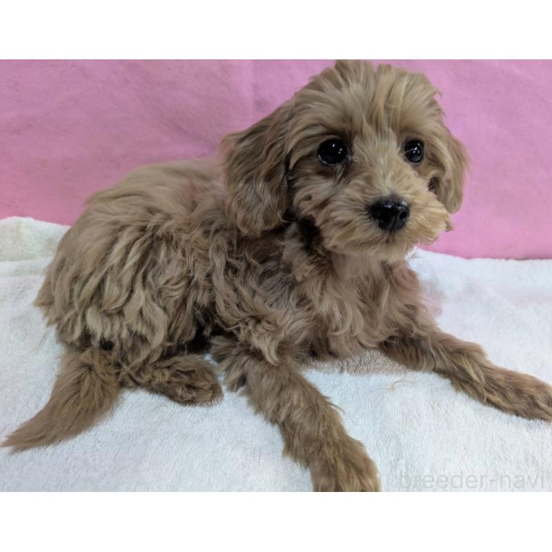 販売中の埼玉県のマルプー:マルチーズ×トイプードル-437652の4枚目