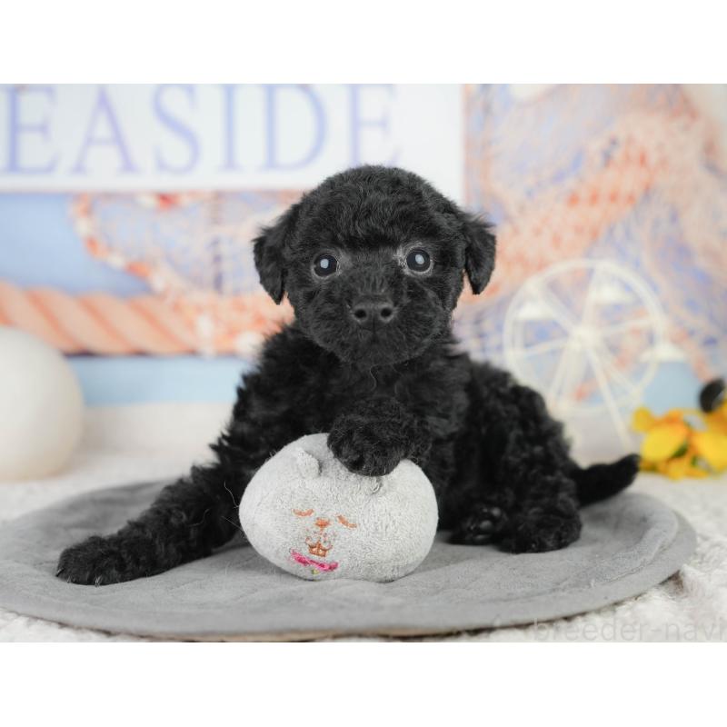 販売中の千葉県のトイプードル-449755の8枚目