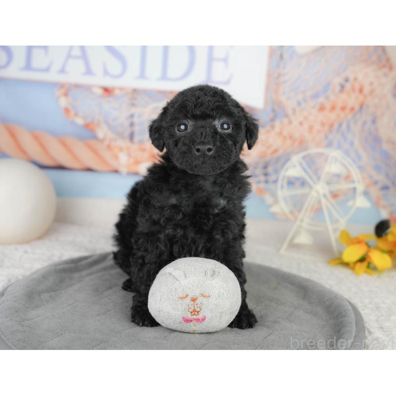 販売中の千葉県のトイプードル-449755の7枚目