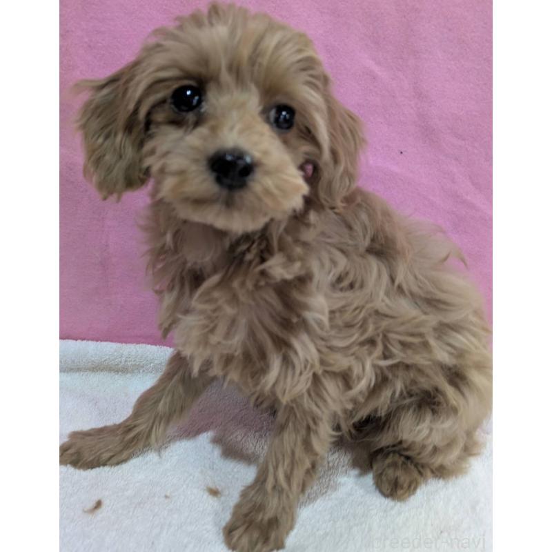 販売中の埼玉県のマルプー:マルチーズ×トイプードル-437652の2枚目