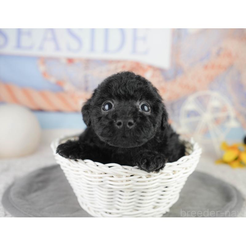 販売中の千葉県のトイプードル-449755の4枚目