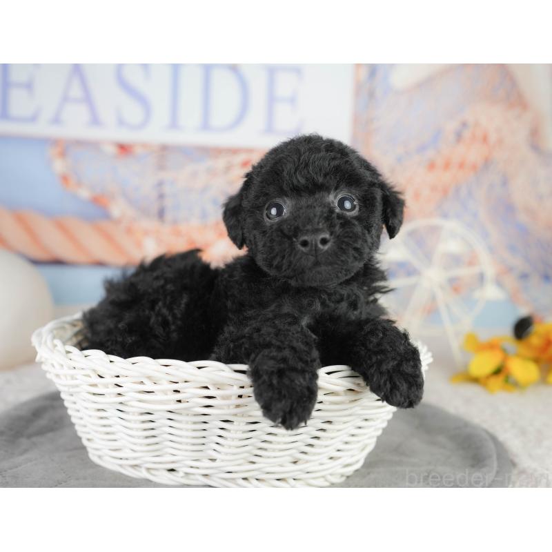 販売中の千葉県のトイプードル-449755の3枚目