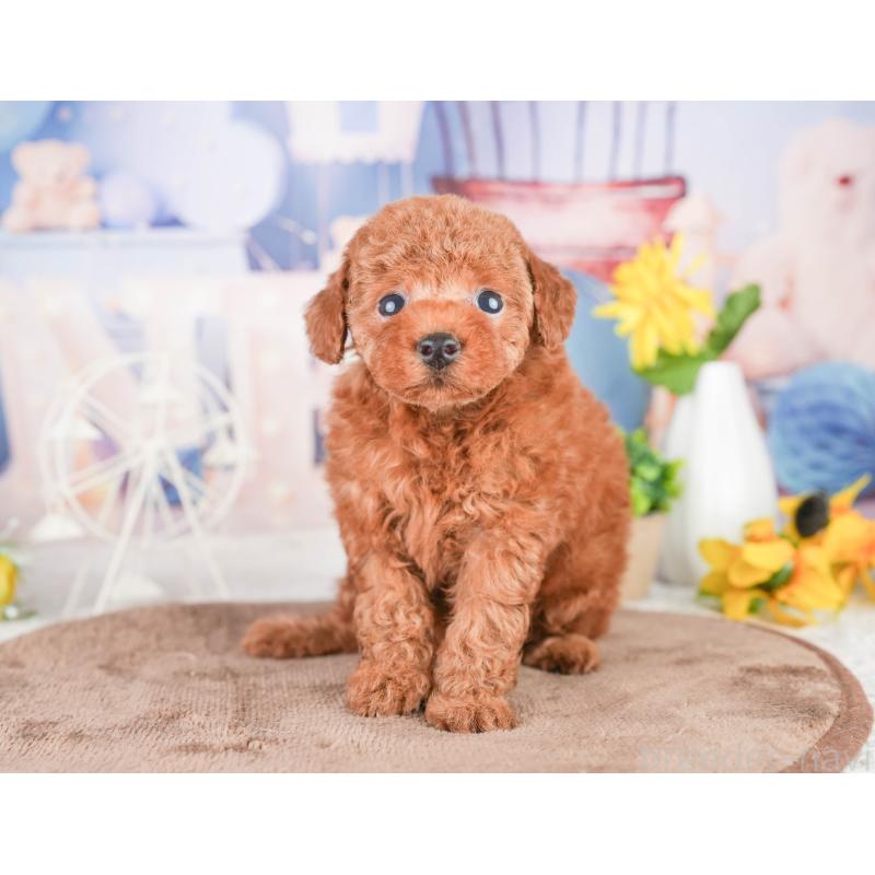 販売中の千葉県のタイニープードル-449754