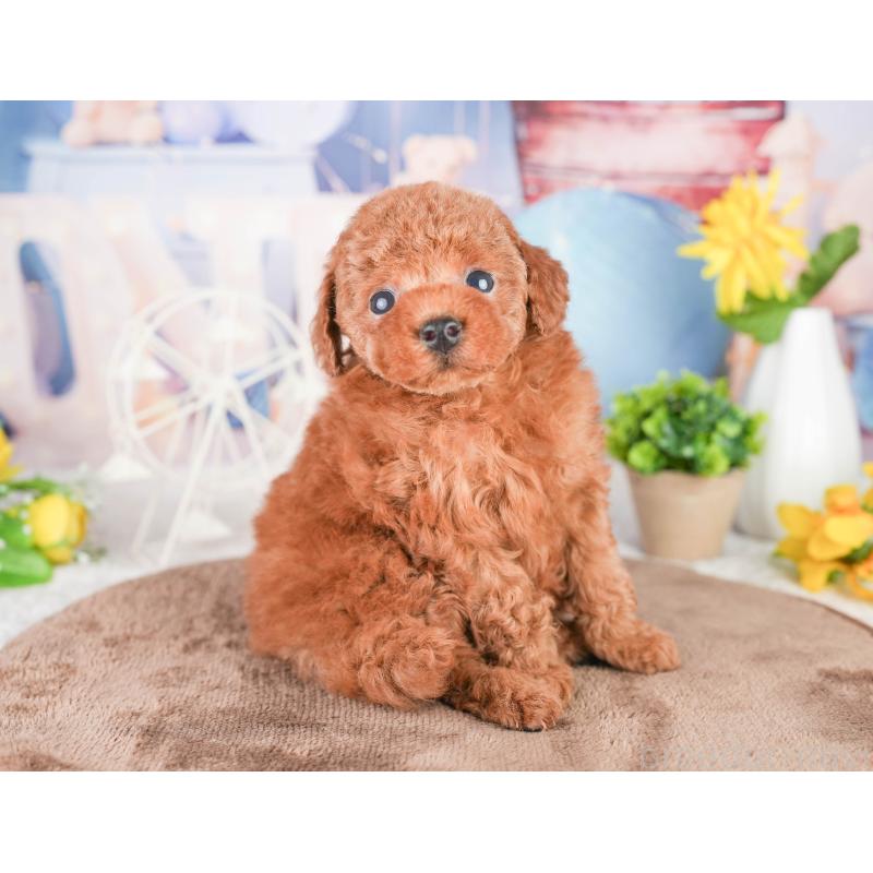 販売中の千葉県のタイニープードル-449754の11枚目