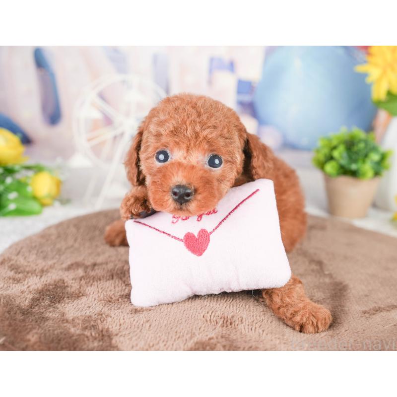 販売中の千葉県のタイニープードル-449754の10枚目