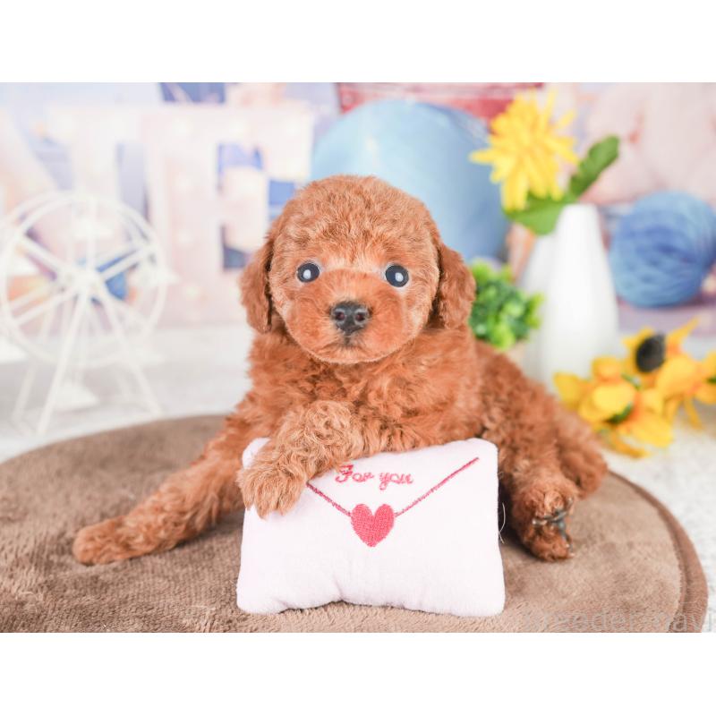 販売中の千葉県のタイニープードル-449754の9枚目