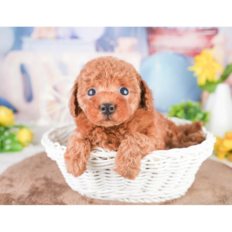 販売中の千葉県のタイニープードル-449754の8枚目