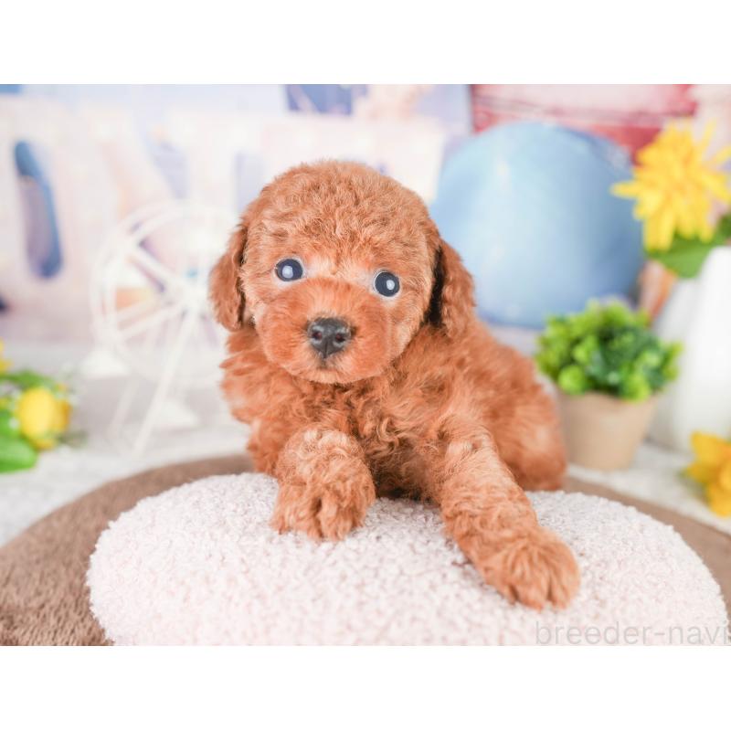 販売中の千葉県のタイニープードル-449754の7枚目