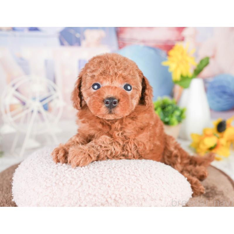 販売中の千葉県のタイニープードル-449754の6枚目